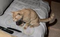 Kitten yellow tabby cat staring in surprise at soap bubbles. Royalty Free Stock Photo