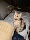 Kitten yellow tabby cat staring in surprise at soap bubbles. Royalty Free Stock Photo