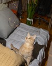 Kitten yellow tabby cat staring in surprise at soap bubbles. Royalty Free Stock Photo