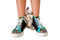 Kitten Between Young Girl Shoes Royalty Free Stock Photo