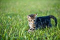 Kitten young playful hunting grasshoppers