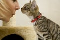 Kitten Royalty Free Stock Photo