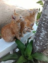 KITTENKITTENS SIBLINGS #cat #kitten #catlovers #funnycat #cutiecat#pets