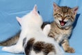 Kittens Royalty Free Stock Photo