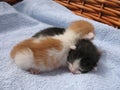 Kittens Royalty Free Stock Photo