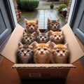 Kittens abandoned in cardboard on front doorstep
