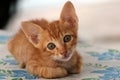 Kittens abandoned Royalty Free Stock Photo