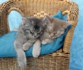 Kittens asleep on a chair Royalty Free Stock Photo