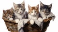 kittens in a basket Royalty Free Stock Photo
