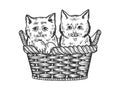 Kittens in basket sketch vector illustration