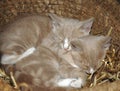 Kittens in Basket Royalty Free Stock Photo