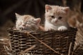 Kittens in a basket Royalty Free Stock Photo