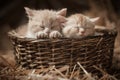 Kittens in a basket Royalty Free Stock Photo