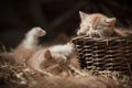 Kittens in a basket Royalty Free Stock Photo