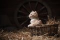 Kittens in a basket Royalty Free Stock Photo