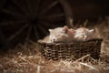 Kittens in a basket Royalty Free Stock Photo