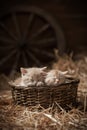 Kittens in a basket Royalty Free Stock Photo