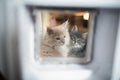 Kittens behind cat flap Royalty Free Stock Photo