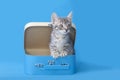 Gray tabby kitten standing up inside a blue lunch box, blue background.