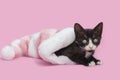Tuxedo Kitten in Pink striped Christmas Hat
