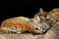 Kittens-bobcats