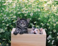 Kittens in the box Royalty Free Stock Photo