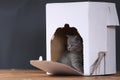 Kittens in box Royalty Free Stock Photo