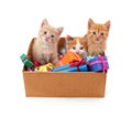 Kittens in a box with gifts Royalty Free Stock Photo