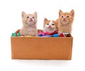 Kittens in a box with gifts Royalty Free Stock Photo