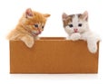 Kittens in a box Royalty Free Stock Photo