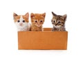 Kittens in a box