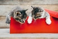 Kittens in the box Royalty Free Stock Photo