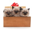 Kittens in the box. Royalty Free Stock Photo