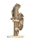 Kittens British longhair playing with a cat tree Royalty Free Stock Photo