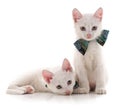 Kittens in butterfly Royalty Free Stock Photo