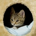 Kittens Royalty Free Stock Photo