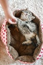 Kittens and children. kitten plays with the child. Childs hand stroking a gray fluffy kitten.Communication of the child Royalty Free Stock Photo