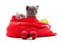 Kittens in a Christmas bag Royalty Free Stock Photo