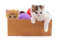 Kittens and colorful balls in the box.