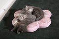 Kittens cuddled on pillow