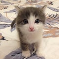 Kittens are the cutest on earth