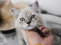 Kittens are docile and adorable pets Royalty Free Stock Photo