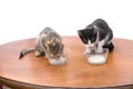 Kittens drinking milk