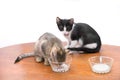 Kittens drinking milk