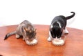 Kittens drinking milk