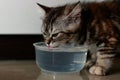 Kittens drinking water