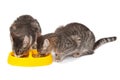 Kittens eating food Royalty Free Stock Photo