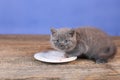 Kittens eating raw meat from a plate