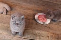 Kittens eating raw meat from a plate
