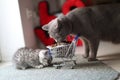 Kittens eating from a shopping cart with pet food